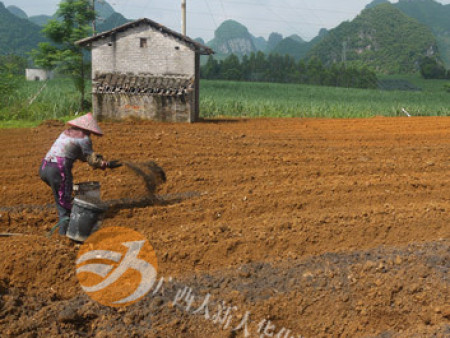 姜種植基地(dì) 姜種植基地(dì)