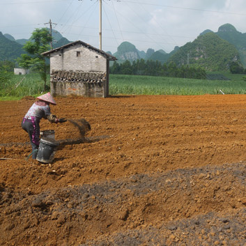 1461913195114680.jpg 姜種植基地(dì)1_副本.jpg