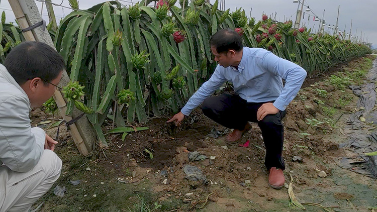 1622196198676483.jpg 火(huǒ)龍果