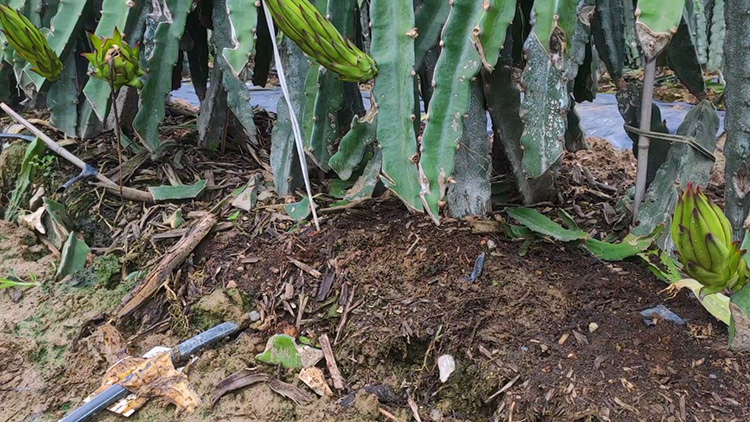 1622196344897121.jpg 火(huǒ)龍果