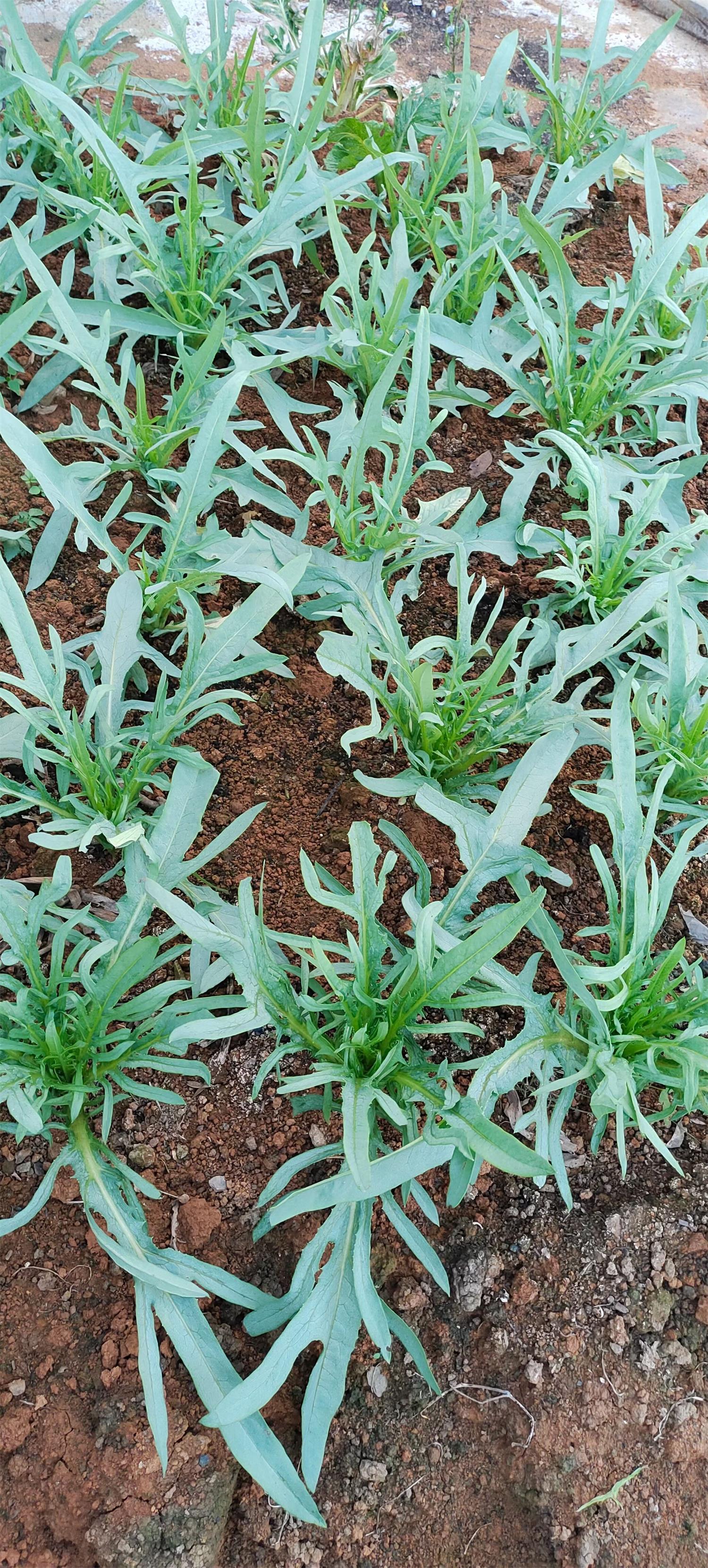 1670380626521339.jpg 廣西(xī)有(yǒu)機(jī)肥生(shēng)産廠(chǎng)家(jiā)