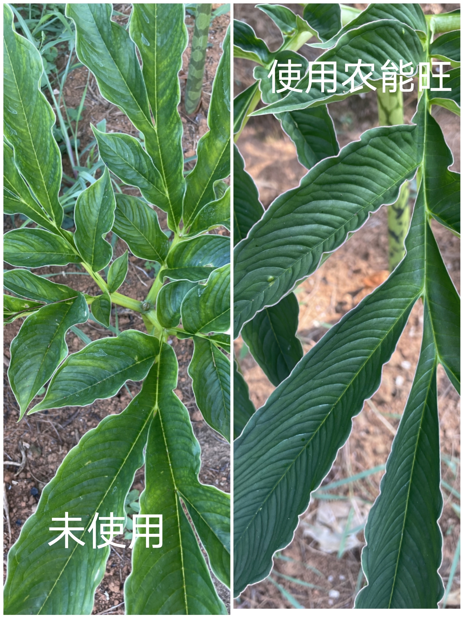 蔬菜化(huà)肥