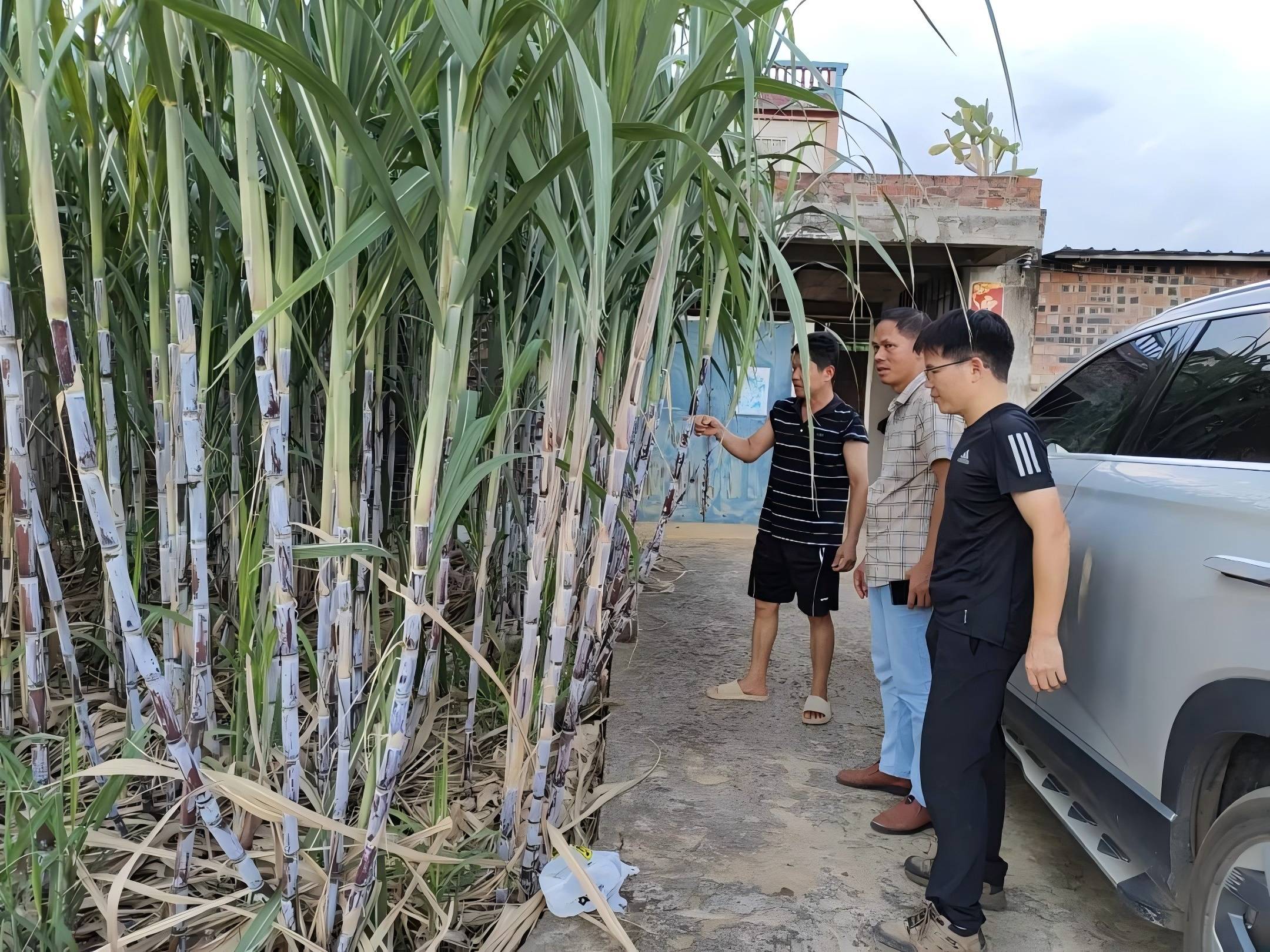 有(yǒu)機(jī)肥