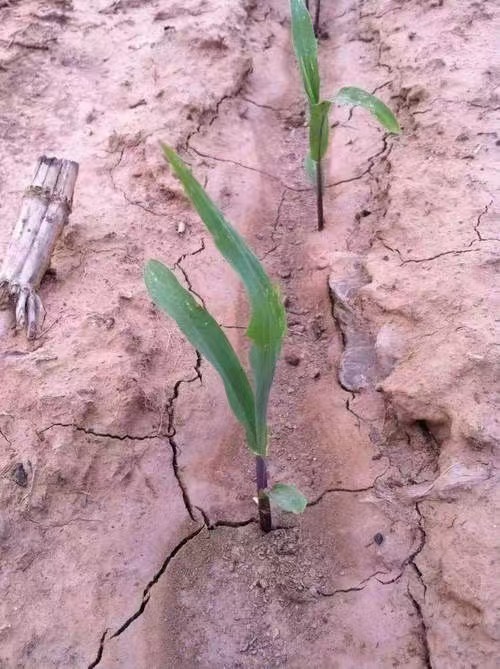 1730336592416698.jpg 有(yǒu)機(jī)肥定制(zhì)