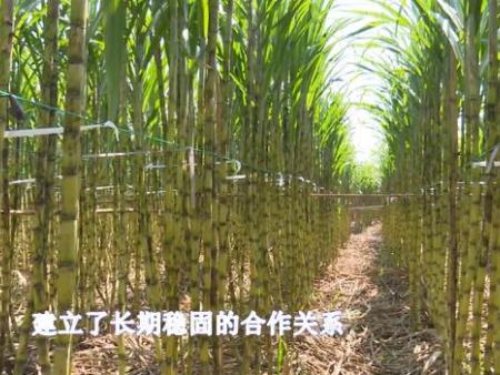 甘蔗種植施用(yòng)有(yǒu)機(jī)肥 甘蔗種植施用(yòng)有(yǒu)機(jī)肥