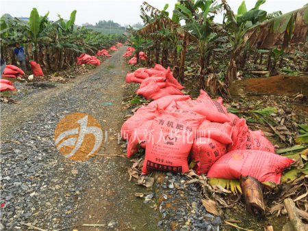 廣西(xī)香蕉有(yǒu)機(jī)肥施用(yòng) 香蕉種植基地(dì) 廣西(xī)香蕉有(yǒu)機(jī)肥施用(yòng) 香蕉種植基地(dì)