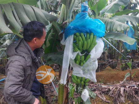 技(jì)術(shù)員(yuán)回訪香蕉用(yòng)肥效果_副本 技(jì)術(shù)員(yuán)回訪香蕉用(yòng)肥效果_副本