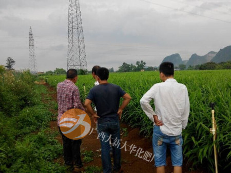 姜種植基地(dì)施肥後回訪 姜種植基地(dì)施肥後回訪