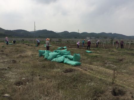 火(huǒ)龍果種植地(dì) 火(huǒ)龍果種植地(dì)