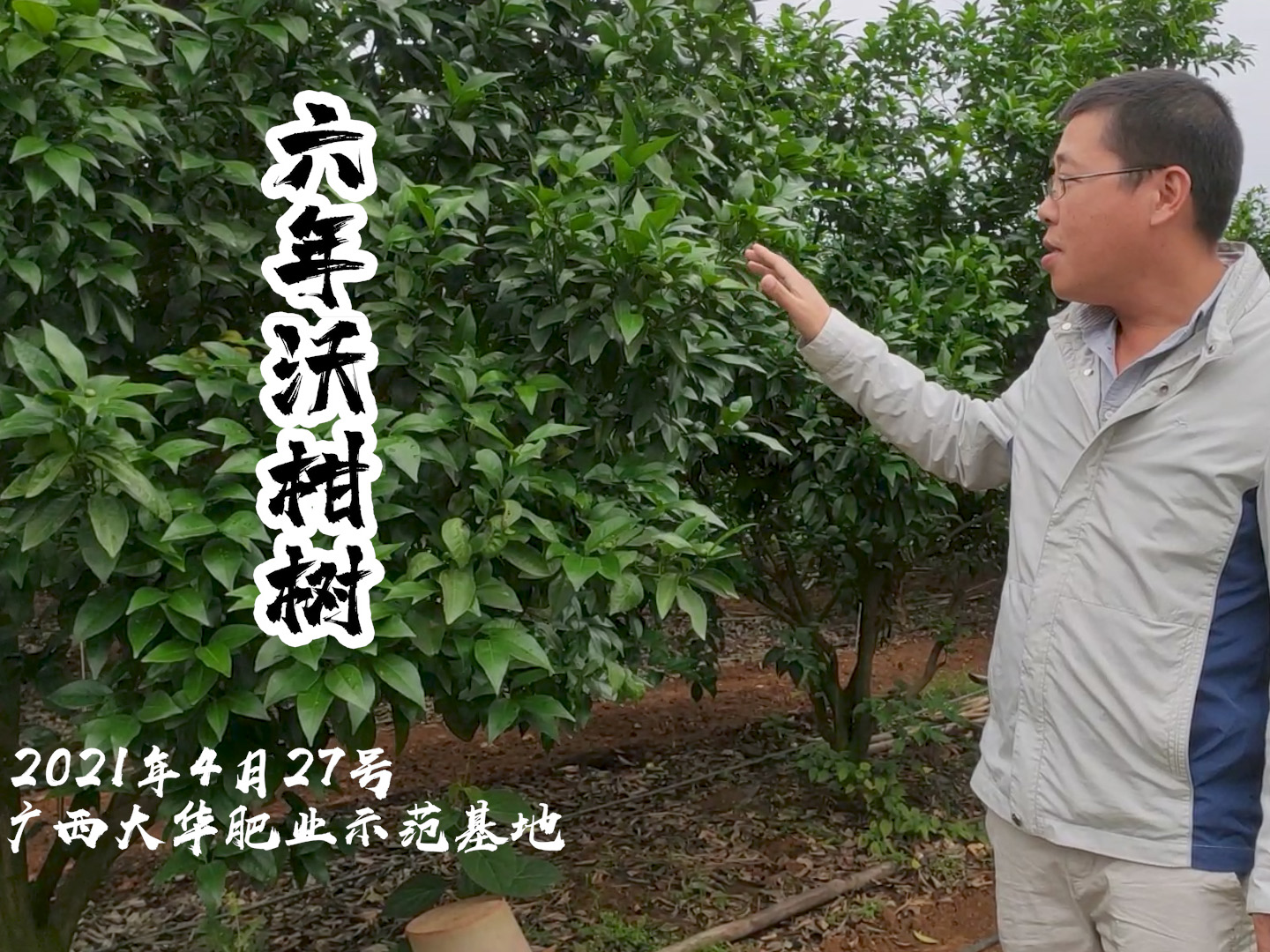 廣西(xī)大(dà)華肥業(yè)示範基地(dì)-六年(nián)沃柑樹(shù)施肥效果